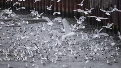 Flock of seagulls 스톡 동영상 124291205