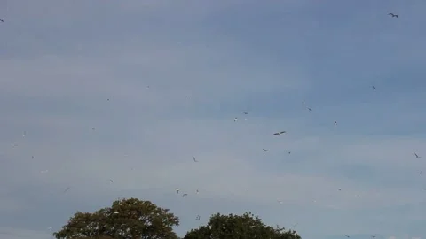 Flock of seagulls Stock Footage 140496498