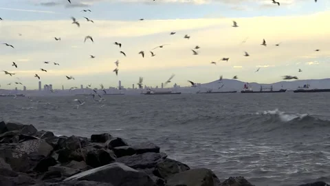 Flock of seagulls Video stock 147022154