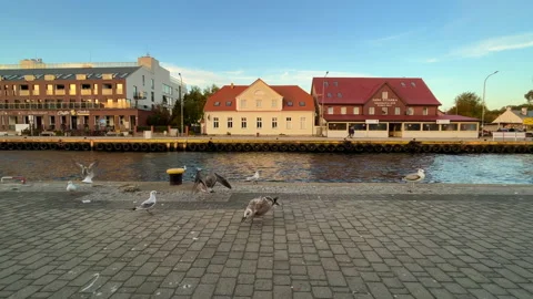 Flock of seagulls Stock Footage 221448271