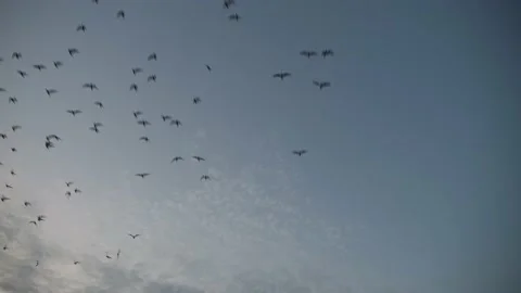A flock of seagulls Stock Footage 233692638