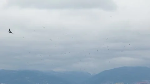 Flock of seagulls Stock Footage 267897143