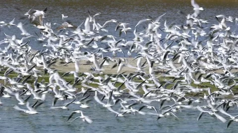 Flock Of Seagulls Vídeo Stock 334795426