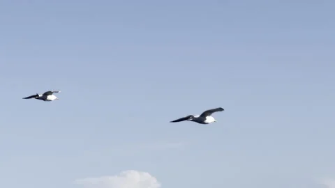 Flock of seagulls gliding above harbor detail Stock Footage 336513465