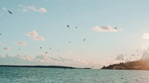 Flock of seagulls gracefully soaring above tranquil blue ocean water with a.. Stock Footage 339649106