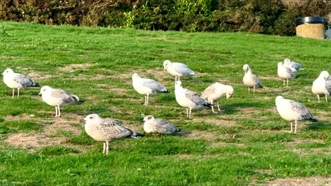 Flock of seagulls on grass outdoors in local park with foliage in background Stock Footage 345676671