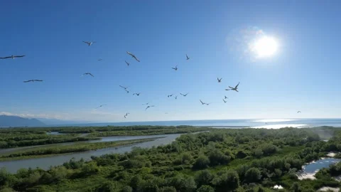 Flock of seagulls (gulls) flying over river and forest Stock Footage 201075727