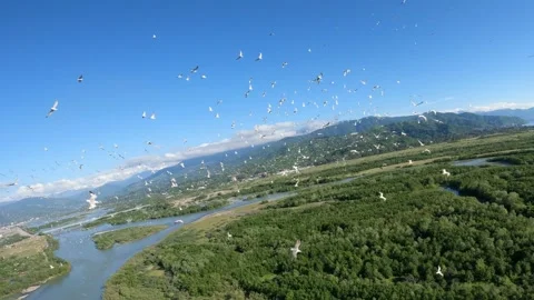 Flock of seagulls (gulls) flying over river and forest Stock Footage 201076016