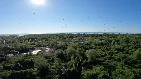 Flock of seagulls (gulls) flying over river and forest Stock Footage 201076105