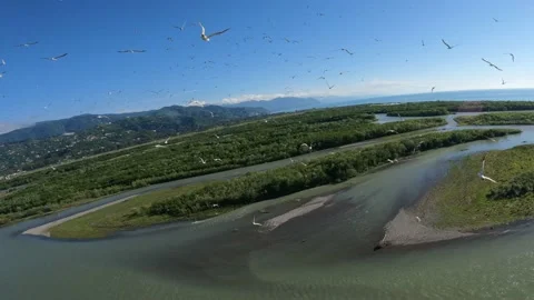 Flock of seagulls (gulls) flying over river and forest Stock Footage 201076131