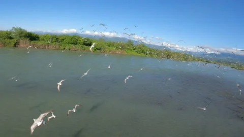 Flock of seagulls (gulls) flying over river and forest Stock Footage 201076525