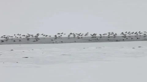 Flock of Seagulls on ice Stock Footage 86319371