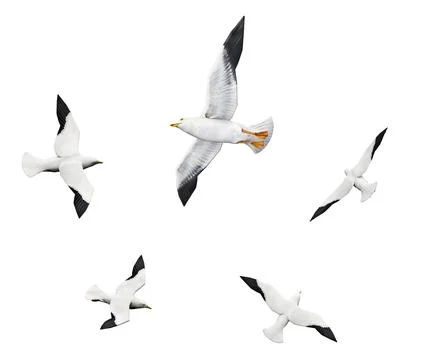 Flock of seagulls isolated on white background Illustrazione stock