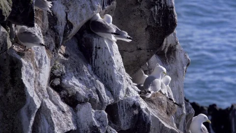 Flock of seagulls nesting on a cheer cliff Stock Footage 119656728