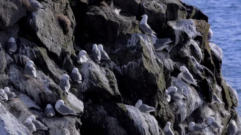 Flock of seagulls nesting on a cheer cliff Stock Footage 119656964