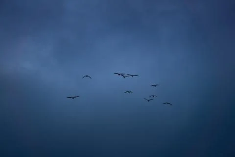 Flock of seagulls at night Stock Photos