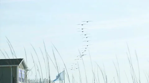 FLOCK OF SEAGULLS O#321D3D0 Video stock 46251652