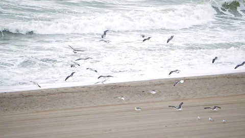 Flock of seagulls by the ocean Video stock 143684794