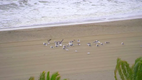 Flock of seagulls by the ocean in slow motion 180fps Video stock 143684735