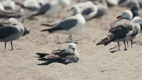 Flock of seagulls with one sitting in the sand Stock Footage 280093081