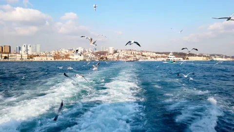 Flock Of Seagulls Over Bosphorus Stock Footage 234898724