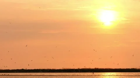 Flock Of Seagulls Over Sun Vídeo Stock 56695424