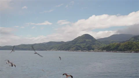 Flock of Seagulls Over Tango Sanchi Hills in Ine Bay - Kyoto, Japan Stock Footage 336829614