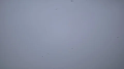 Flock of Seagulls on an Overcast Day Stock Footage 88879321