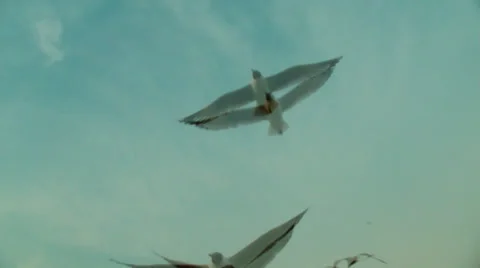 Flock of seagulls passing Vídeo Stock 37351751