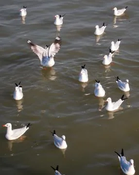 A flock of seagulls Stock Photos