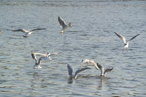 Flock of seagulls Foto stock