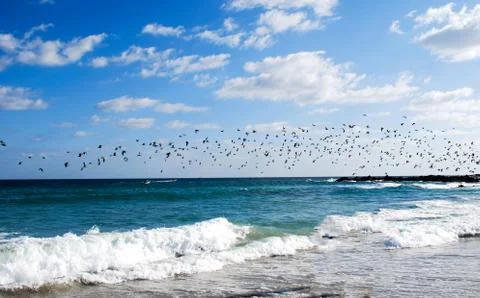 A flock of seagulls Stock Photos