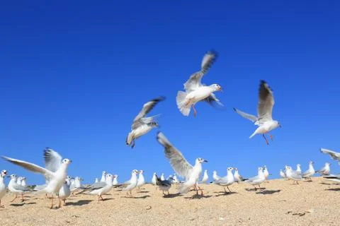 Flock of seagulls Stock Photos