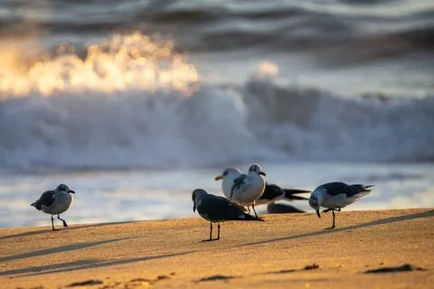Flock of seagulls Stock Photos
