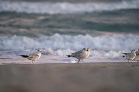 Flock of Seagulls Stock Photos