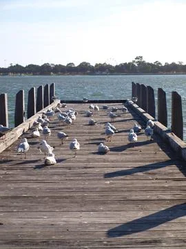 Flock of seagulls on the pier at the beach Stock-Fotos