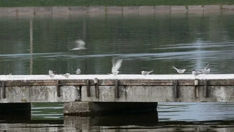 Flock of seagulls on the pier. Stock Footage 76869009