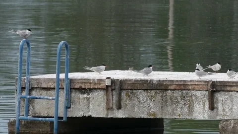 Flock of seagulls on the pier. Stock Footage 76869122