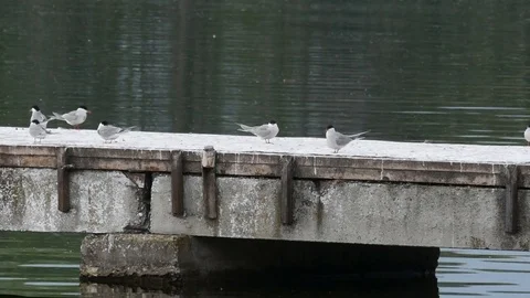Flock of seagulls on the pier. Stock Footage 76869153