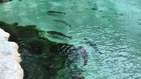 A flock of seagulls in a pool of water Stock Footage 155400089