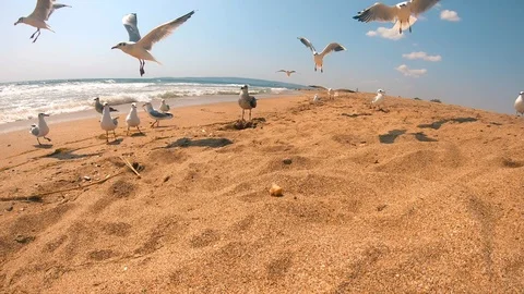 A flock of seagulls quickly flock and eat the bread thrown to them.Sandy beach. Video stock 98390324