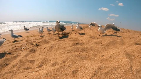 A flock of seagulls quickly flock and eat bread.Hungry bird.Beach. Stock Footage 98390392