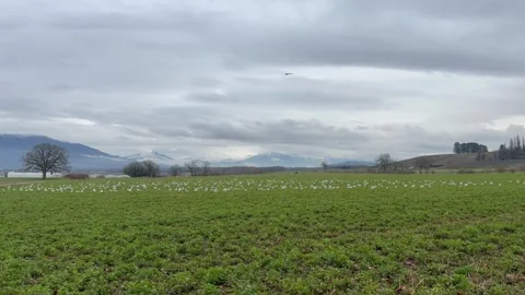 Flock of seagulls resting and foraging on a green field with mountains in t.. Stock Footage 304460284