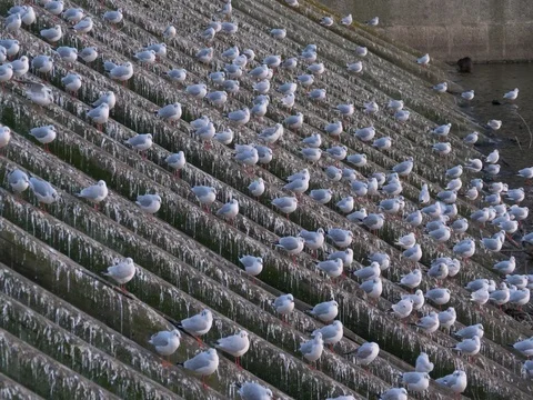 Flock of seagulls resting Stock-Footage 83617609