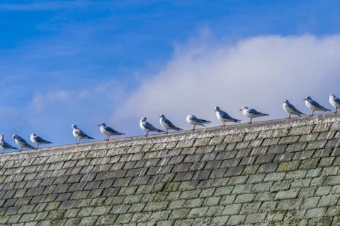 A flock of Seagulls resting on a haouse rooftop. Stock Photos