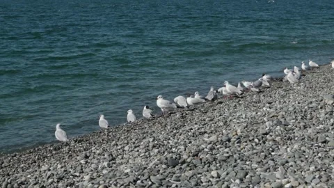 Flock of seagulls resting on pebble beach shore beside calm blue water Stock Footage 323249719