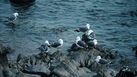 A flock of seagulls resting on the reef Stock Footage 270260387