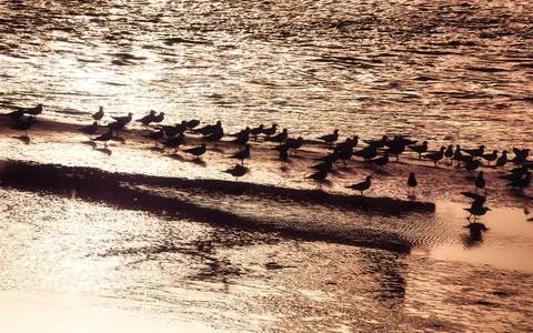 Flock of Seagulls Resting on a Sandy Beach with Rippling Water at Sunset Stock Photos