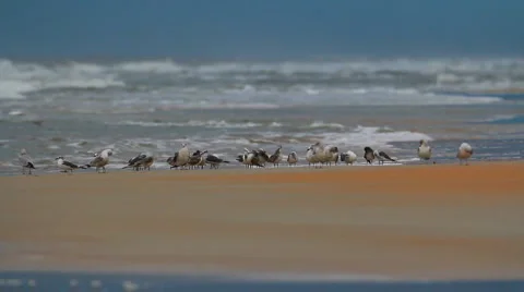 Flock of seagulls rests on a sandbar Vidéo 951053