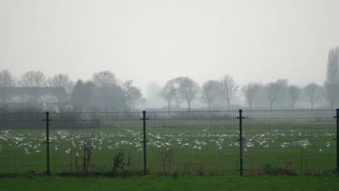 Flock of seagulls rises in flight over the grass field. 库存影片 147261886